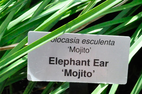 Elephant Ear Mohito sign